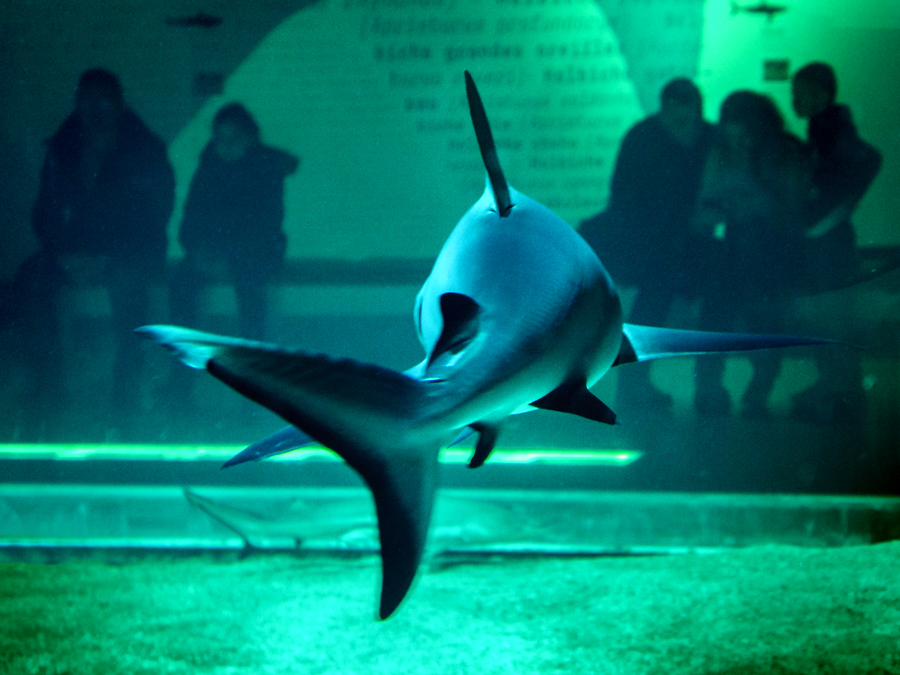 stage-photo-pratique-montpellier-requin-aquarium